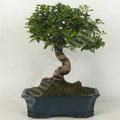 Fukien tea